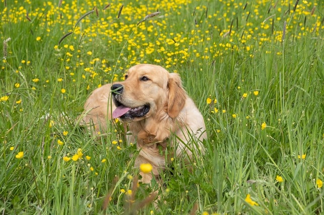 hunde-duerfen-gras-fressen-allerdings-nicht-zu-vie-cc0-pixabay-1195798-230804_download Hunde dürfen Gras fressen, allerdings nicht zu viel.