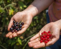 Johannisbeeren ernten: Das ist der richtige Zeitpunkt