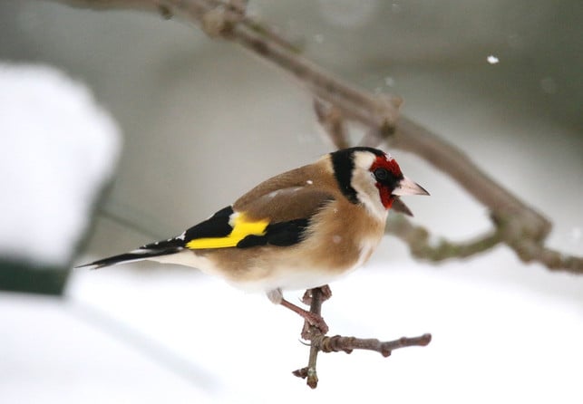 viele-heimische-singvoegel-ziehen-im-winter-nicht-i-cc0-pixabay-jacekben-190817_download Viele heimische Singvögel ziehen im Winter nicht in den Süden.