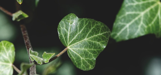 geigenfeige 200 cm Ficus lyrata main image 1