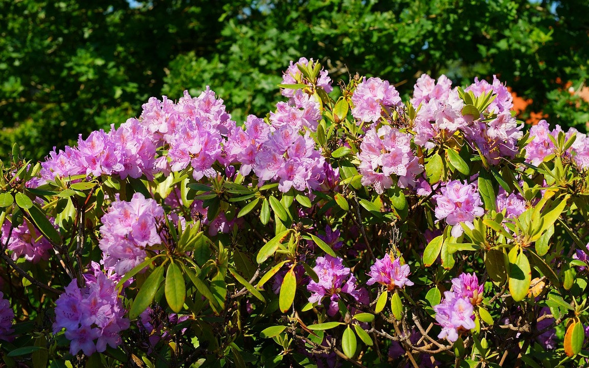wisteria sisters The Wrap Dress main image 0