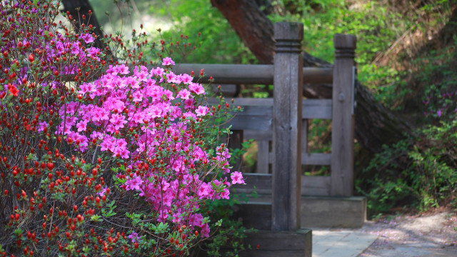 azaleen-cc0-pixabay-kimdaejeung-210115-1 Azaleen