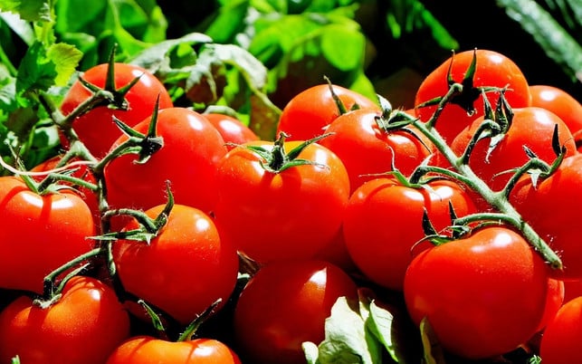 tomaten-sind-reich-an-lycopin-cc0-pixabay-couleur-181129 Tomaten sind reich an Lycopin.