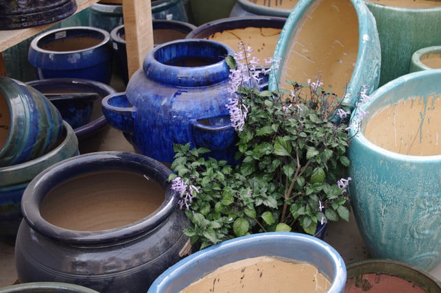 fuer-zwiebeln-darf-der-topf-ruhig-etwas-groesser-sein-cc0--pixabay--lisapadgett-250925_download Für Zwiebeln darf der Topf ruhig etwas größer sein als der durchschnittliche Blumentopf.