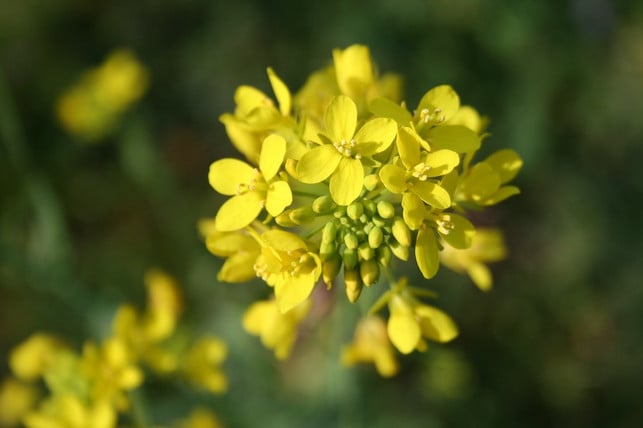 die-blueten-der-senf-pflanze-leuchten-in-gelb-cc0-pixabay-jtronocbc-190320_download Wer Senf pflanzt, darf sich auf leuchtend gelbe Blüten freuen.
