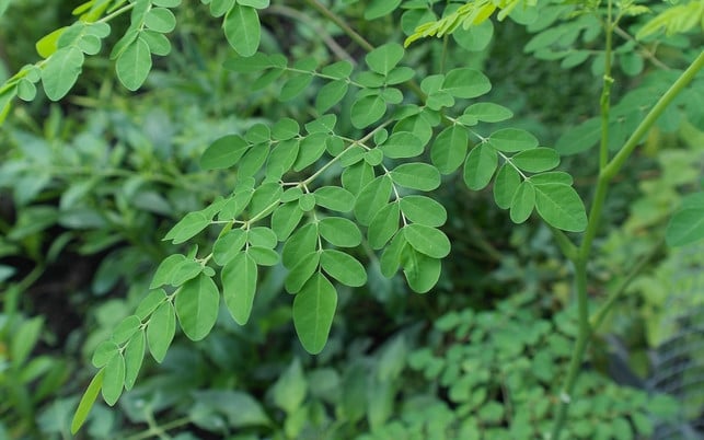 der-moringa-baum-enthaelt-viele-gesunde-naehrstoffe-cc0-pixabay-skandar63-180406_download Der Moringa-Baum enthält viele gesunde Nährstoffe.