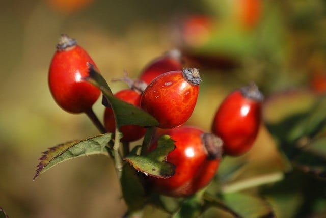 rosehips-285436_640 Hagebutte