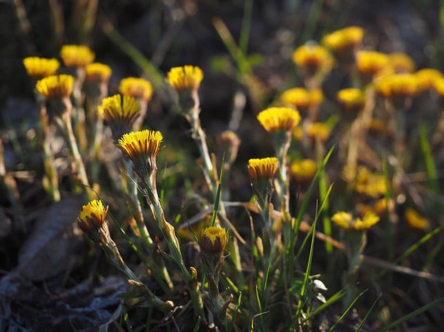 huflattich-enthaelt-pyrrolizidinalkaloide-cc0pixabayhans-200907_download Huflattich enthält Pyrrolizidinalkaloide.