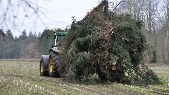 agroforstwirtschaft-cc0-pixabay-hagenstaadt-201002 agroforstwirtschaft