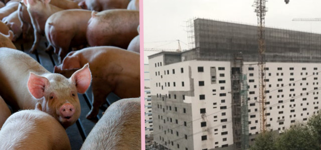 Schweine-Hochhäuser werden in China gebaut.