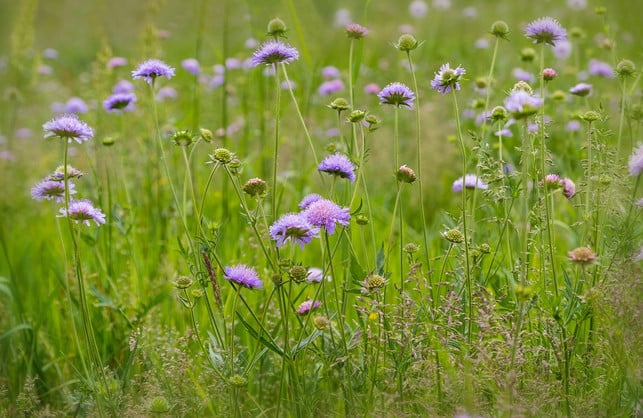 skabiosen-bringen-wildblumenwiesen-charme-in-den-g-cc0-pixabay-nickype-210529_download Skabiosen können den Charme einer Wildblumenwiese in den Garten bringen.