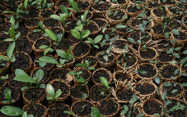 Primaklima visit to Katingan Mentaya Project