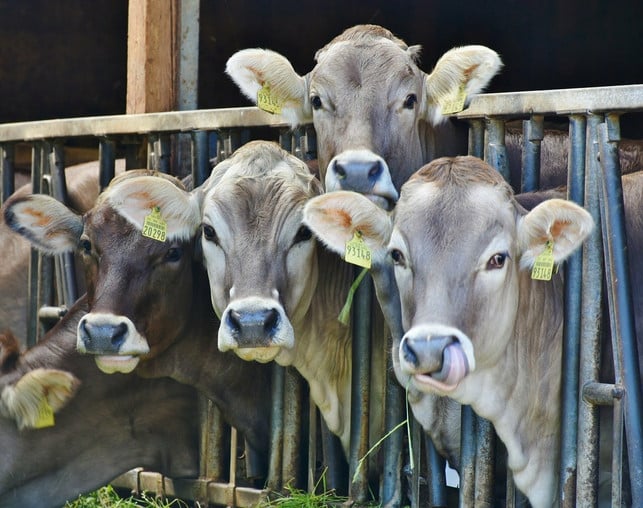stehen-cellular-agriculture-produkte-in-der-zukunf-cc0-pixabay-ritae-220219_download Stehen Cellular-Agriculture-Produkte in der Zukunft in Konkurrenz zur kleinbäuerlichen Landwirtschaft?