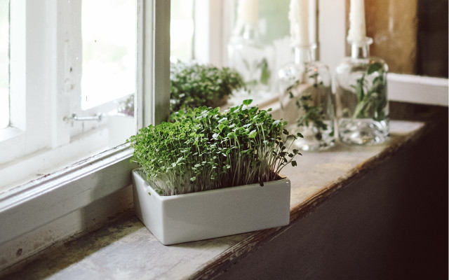 Sponsored-Gallery_Utopia_1280x800_04-kresse Ernte von der Fensterbank, Kresse, Microgreens