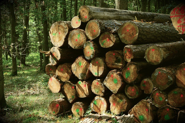 خرید چوب بلوط