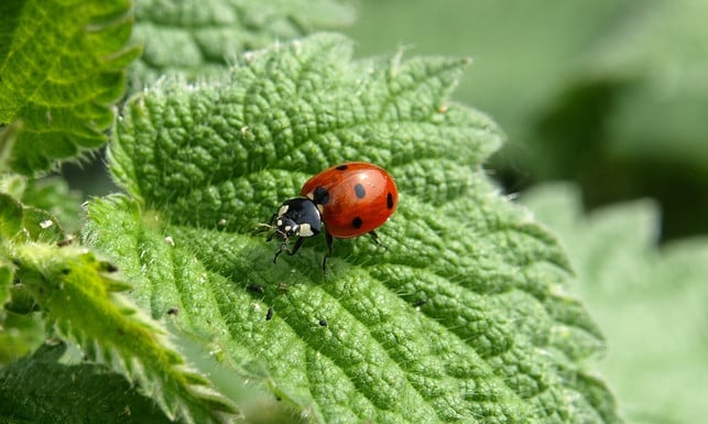 im-garten-solltest-du-natuerliche-fressfeinde-von-s-cc0-pixabay-ariesa66-180605_download Im Garten solltest du natürliche Fressfeinde der Schildläuse fördern – zum Beispiel Marienkäfer.
