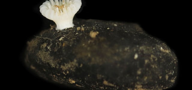 Kleiner, weiße Koralle mit röhrenförmigen Strukturen wächst auf einem dunklen, erdigen Stein vor schwarzem Hintergrund.