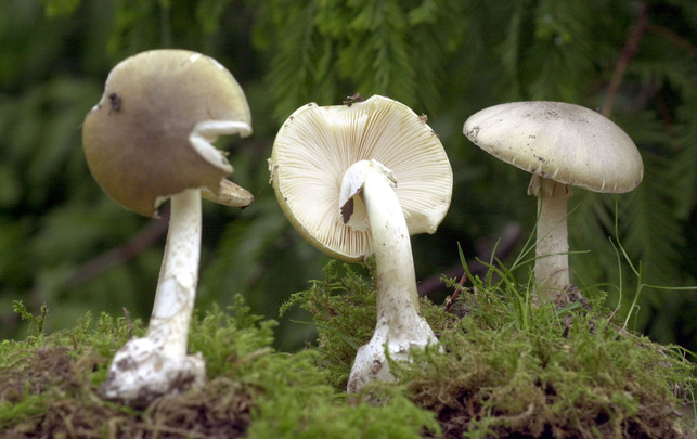 Lebensgefährlich: Experte warnt vor Pilzbestimmungs-Apps Grüne Knollenblätterpilze