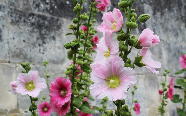 bienenweide-pflanzen-malven-pb-cc0-180412-1280x800 Bienenweide: Malve