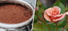 Kaffeesatz als Dünger: Für welche Pflanzen er sich eignet Kaffeesatz als Dünger: Für welche Pflanzen er sich eignet