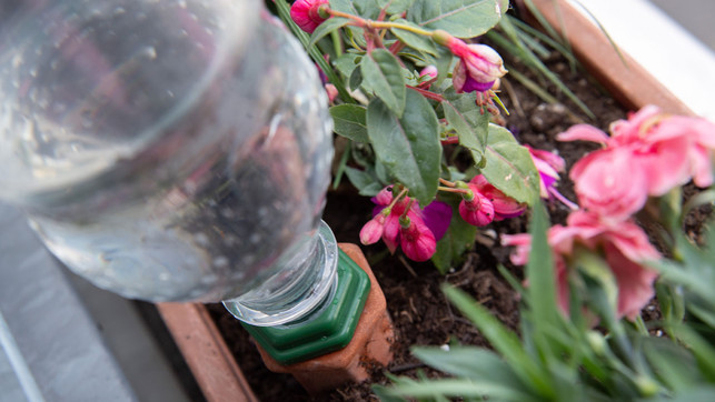 balkon-giessen-urlaub-dpa-240703 Mithilfe von leeren Flaschen lassen sich Pflanzen auch bei Abwesenheit bewässern.