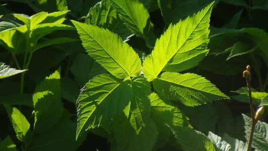 giersch-erkennen-cc0-pixabay-alsterkoralle-230514 giersch erkennen