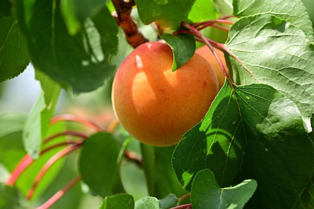 Du kannst den Aprikosenbaum auch gut als Spalierobst pflanzen.
