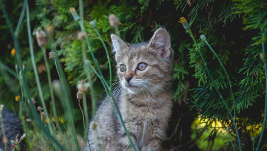 giftige-pflanzen-katzen-cc0-pixabay-wini021-240821 giftige pflanzen katzen