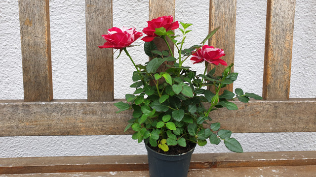 rosen-topf-mini-230207-1920x1209 Mini-Rosen im Topf: Nachhaltige Alternative zum Rosenstrauß?