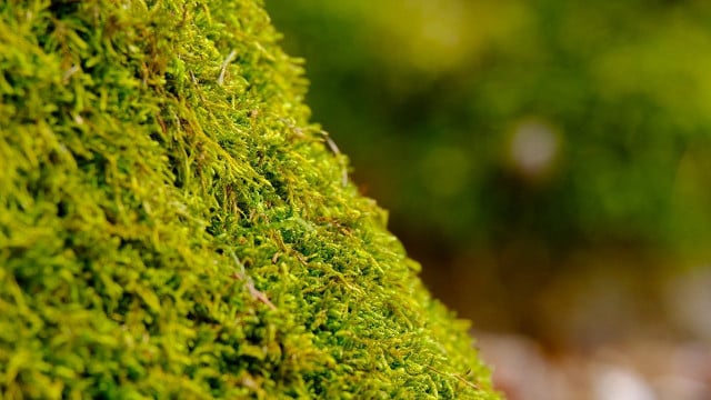 Moos pflanzen So züchtest und pflegst du die Pflanzen Utopia.de