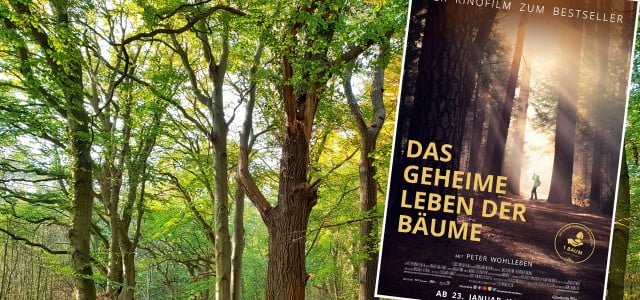Das geheime Leben der Bäume Film