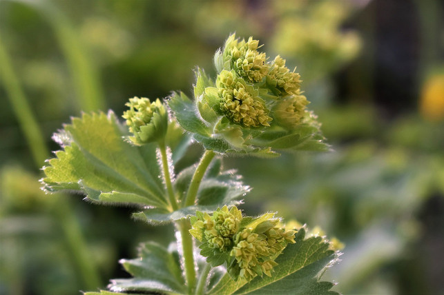 mit-etwas-hintergrundwissen-kannst-du-frauenmantel-cc0-pixabay-pitsch-190805_download Mit etwas Hintergrundwissen kannst du Frauenmantel auch in deinem Garten pflanzen.