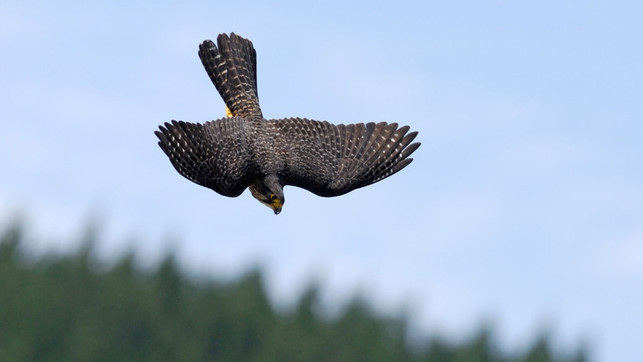 Mit 200 km/h zum Sieg: Das ist Neuseelands Vogel des Jahres Karearea Neuseelandfalke
