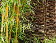 bambus anpflanzen