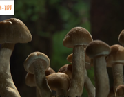 Fantastische Pilze