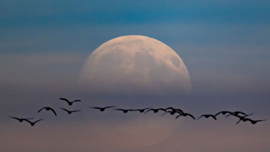 Besonderer Vollmond: Warum du heute Abend in den Himmel blicken solltest Supermond