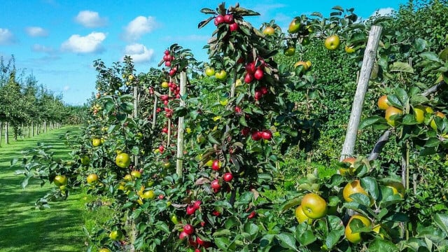 Säulenobst So gelingt der Obstgarten auch am Balkon Utopia.de