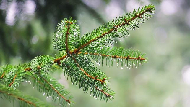 der-keinachtsbaum-wird-in-deutschland-hergestellt-cc0-pixabay-alandsmann-241214_download Der Keinachtsbaum wird in Deutschland hergestellt.