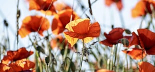 blumen selbstaussäend selbstaussäer