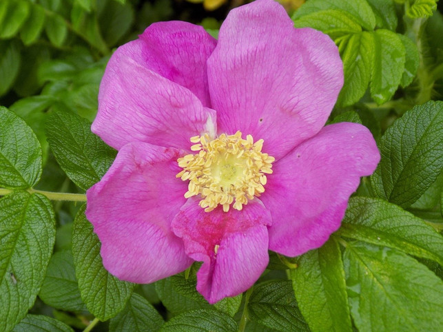 die-apfelrose-versorgt-bienen-mit-nahrung-cc0-pixabay-luzie1973-200530_download Die Apfelrose versorgt Bienen mit Nahrung.