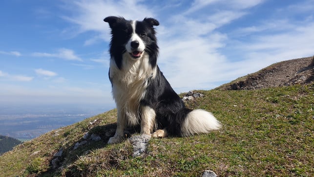hund-hitze-berg-bw-220713-1280x720 Bei Bergtouren im Sommer unbedingt genug Wasser mitnehmen und Pausen im Schatten einlegen.