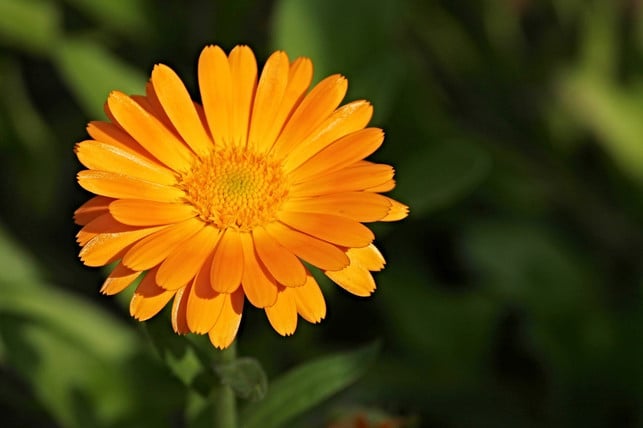 marigolds-blooming-from-june-to-october-cc0-pixabay-manfredrichter-180508_download Marigolds bloom from June to October.