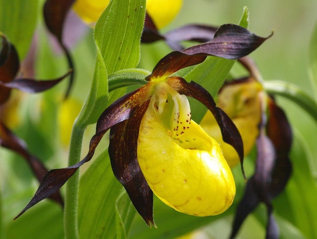 der-frauenschuh-ist-eine-besonders-seltene-heimisc-cc0-pixabay-wilhei-210101_download Der Frauenschuh ist eine besonders seltene heimische Orchidee.