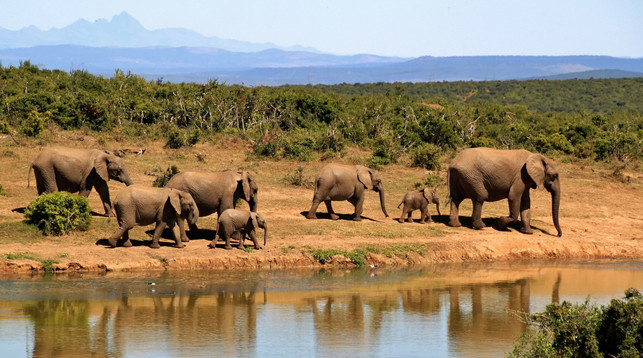 safari-virtuell-reisen-pb-20200525-cocoparisienne-1280x720 Elefanten