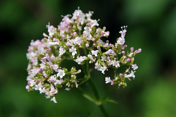 Valerian-is-a-medicinal-herb-that-has-a-calming-w-cc0-pixabay-dezalb-210821_download Valerian is a medicinal herb that is said to have a calming effect.
