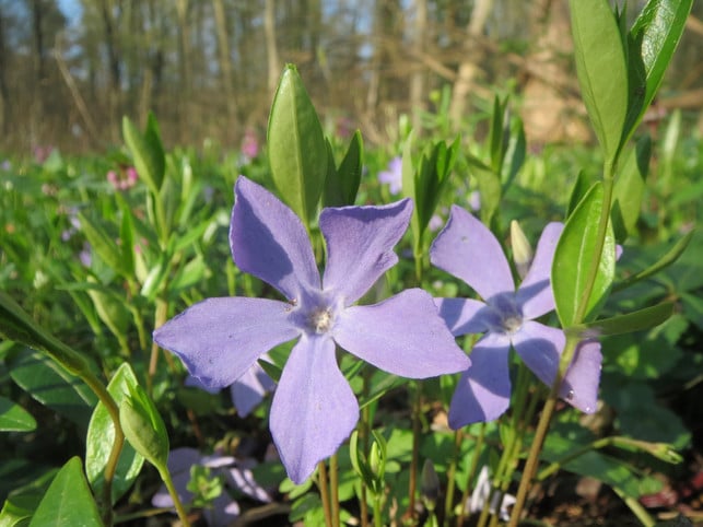 das-kleine-immergruen-blueht-von-april-bis-september-cc0--pixabay--wikimediaimages-250811_download Das Kleine Immergrün blüht von April bis September in blauvioletten Farbtönen.
