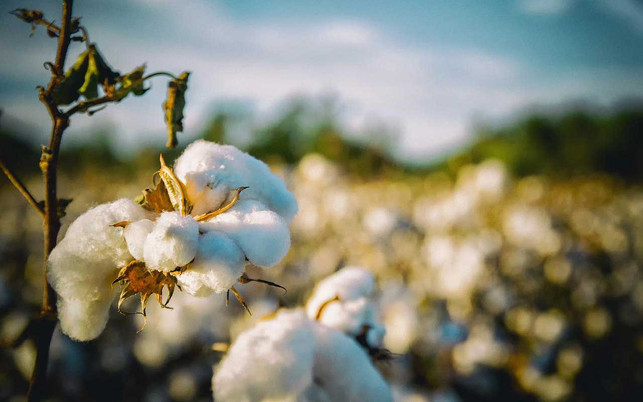 baumwolle-feld-pb-bobbycrim-220503-1280x800 Baumwolle braucht viel Wasser, um zu wachsen. Stoffe aus Bio-Baumwolle sind etwas nachhaltiger.