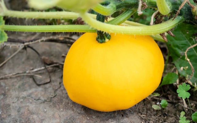 Pattypan squash bud on plant. Growing vegetables in the garden. Auch den Patissonkürbis kannst du grillen.