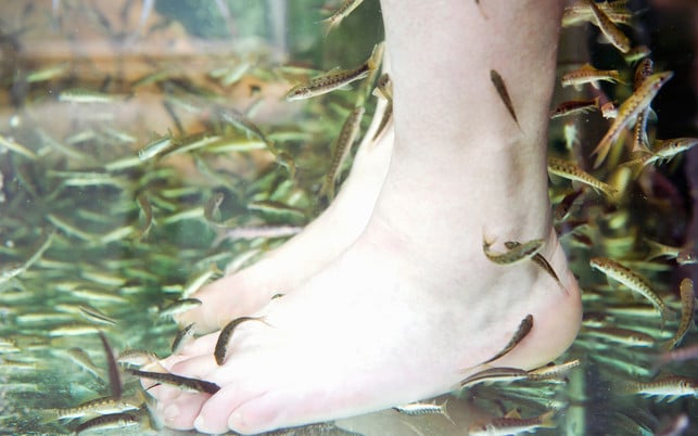 Fish Spa Skin Therapy Die Glasbecken der Fisch-Spas sind für die Fische meist viel zu klein.