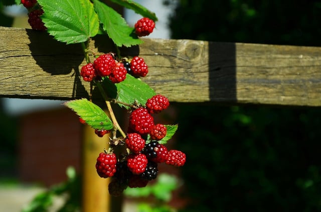 Nicht nur die Beeren sind gesund, auch Brombeerblätter haben viele Vorteile.